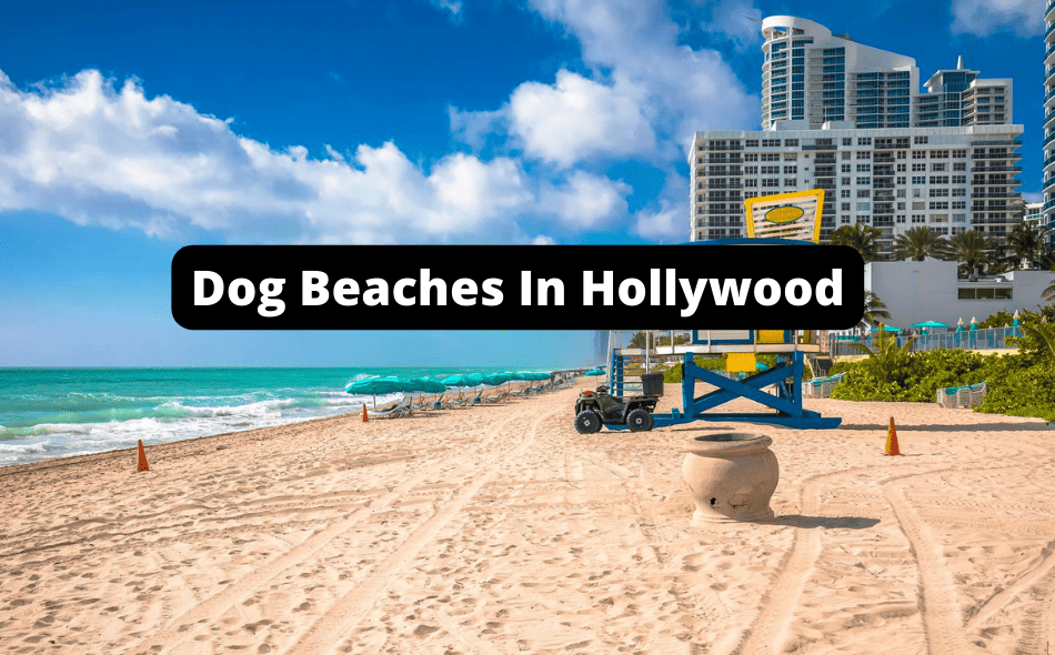 Beaches Allowing Dogs In Hollywood, Florida