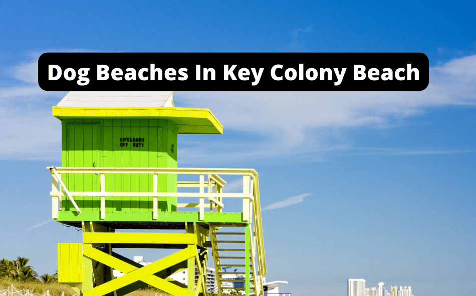Beaches Allowing Dogs In Key Colony Beach, Florida