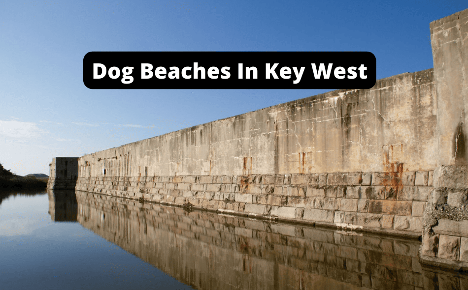 Beaches Allowing Dogs In Key West, Florida