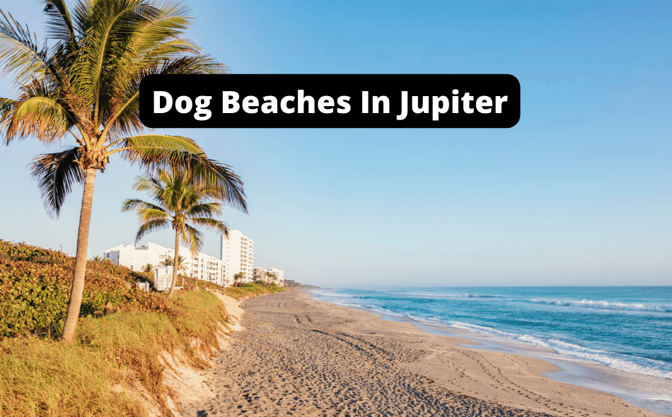Beaches Allowing Dogs In Jupiter, Florida