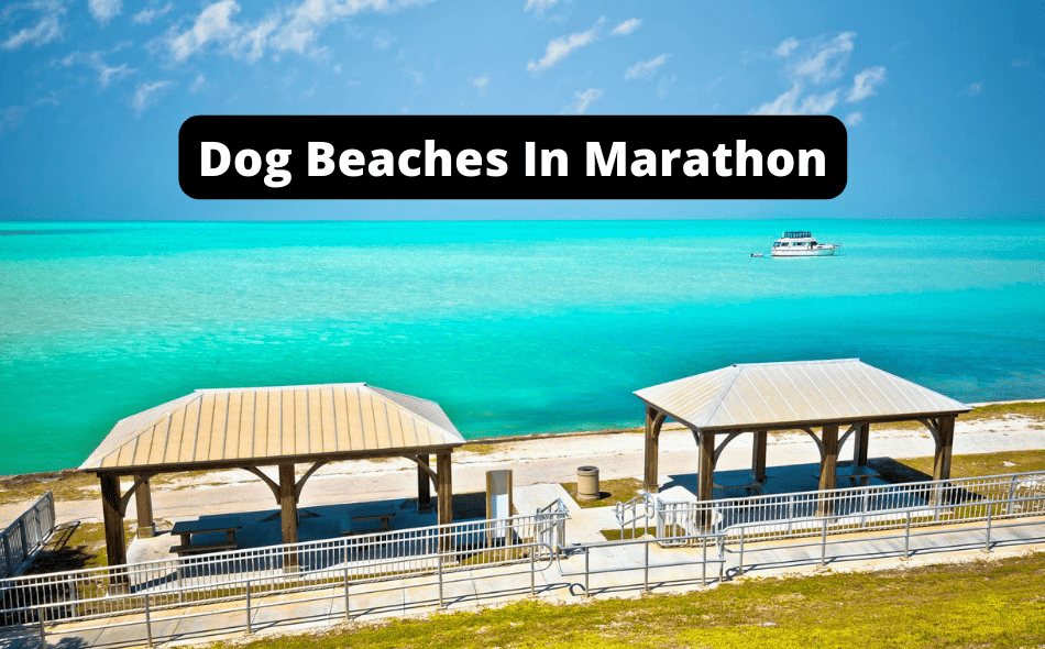 Beaches Allowing Dogs In Marathon, Florida