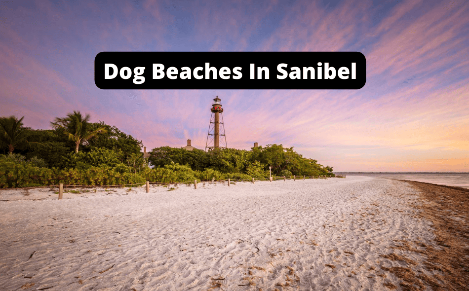 Beaches Allowing Dogs In Sanibel, Florida