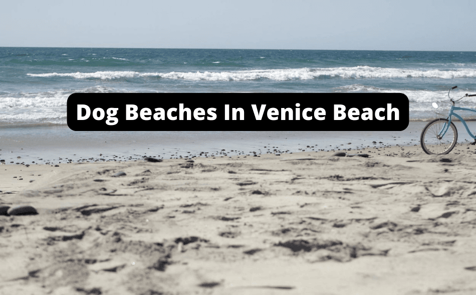 Beaches Allowing Dogs In Venice, Florida