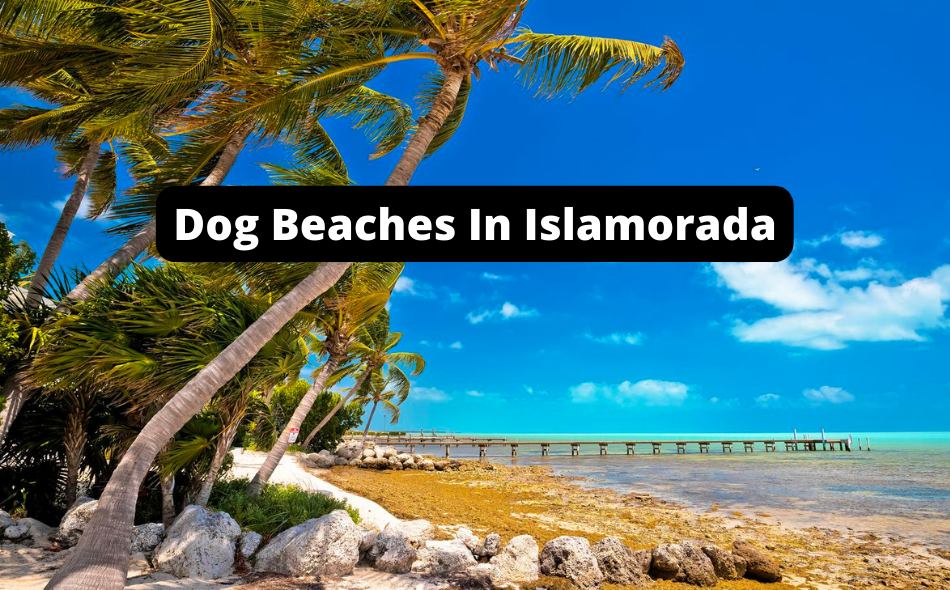 Beaches Allowing Dogs In Islamorada, Florida
