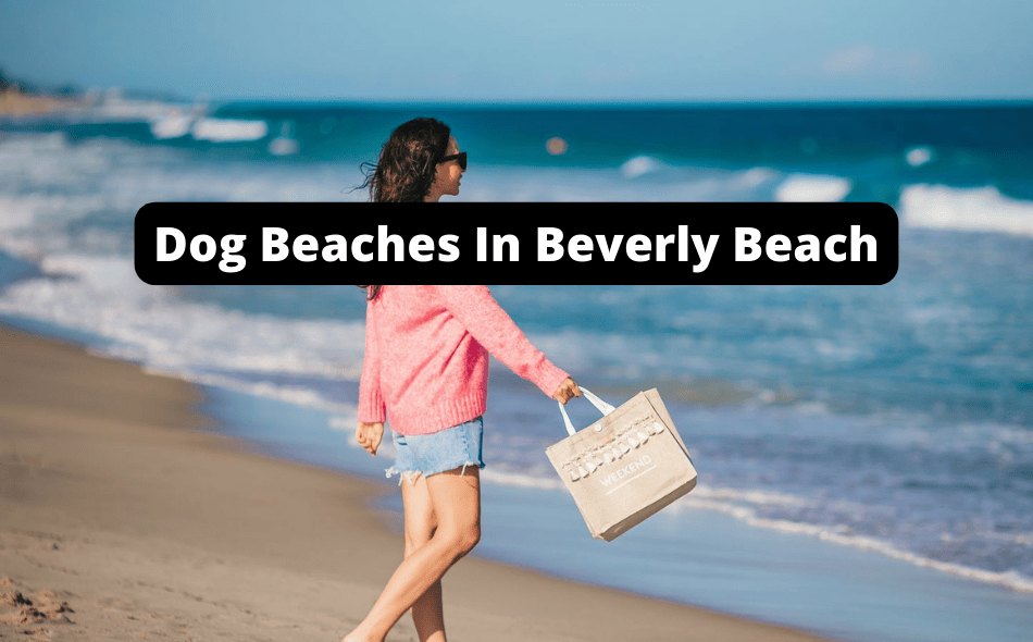 Beaches Allowing Dogs In Beverly Beach, Florida