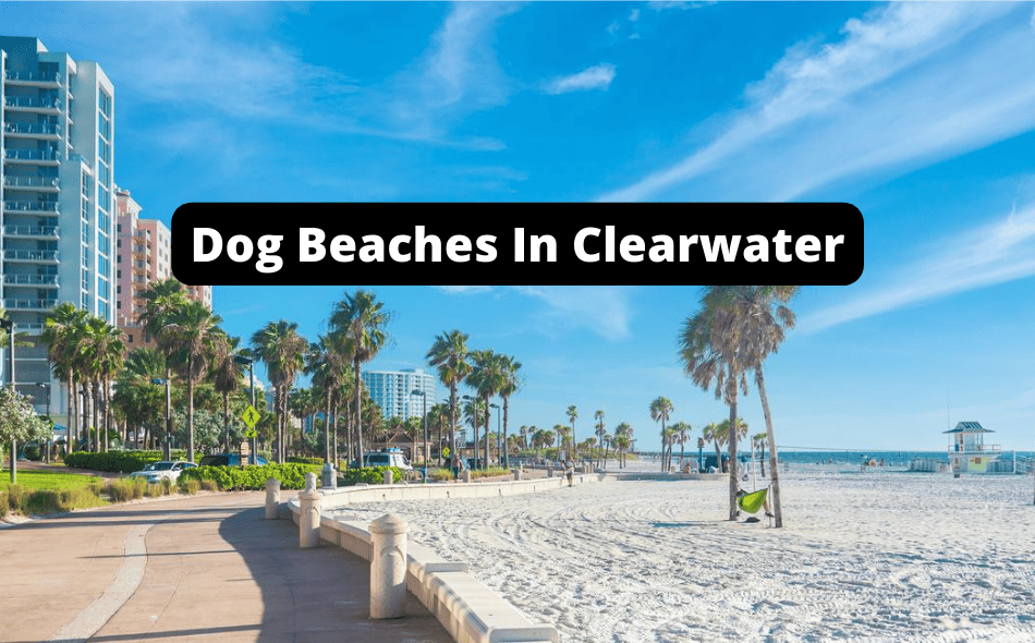 Beaches Allowing Dogs In Clearwater, Florida