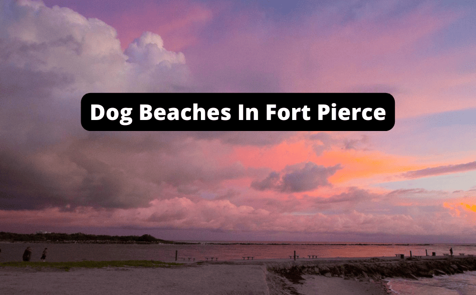 Beaches Allowing Dogs In Fort Pierce, Florida
