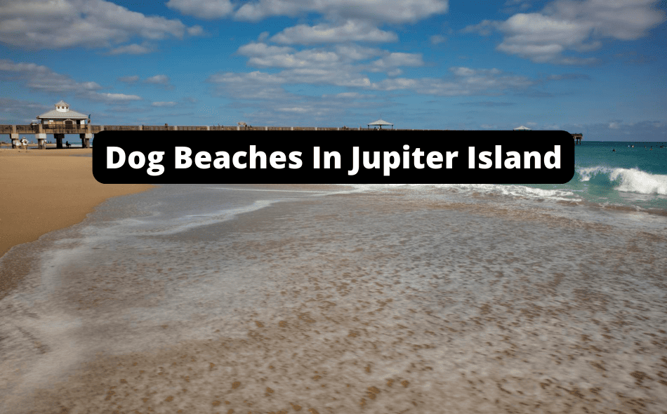 Beaches Allowing Dogs In Jupiter Island, Florida