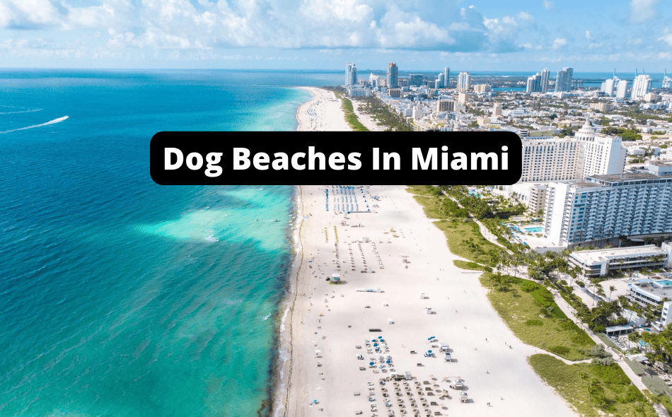 Beaches Allowing Dogs In Miami, Florida