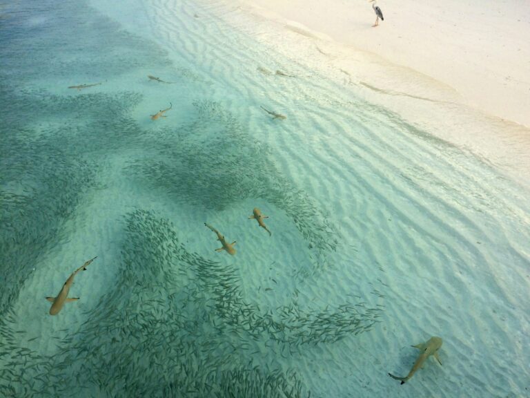 Discover What Fish Are Running in New Smyrna Beach, Florida [Find Your Next Big Catch Here]