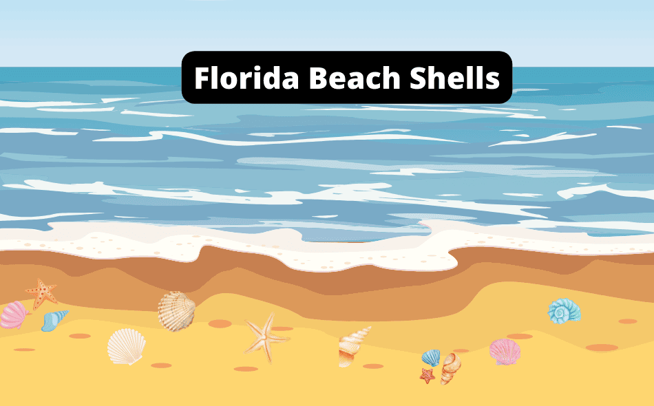 florida beach shells
