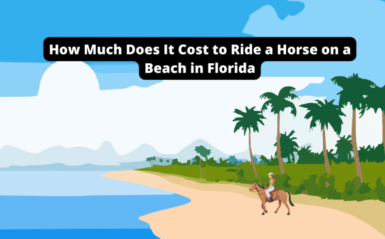 How Much Does It Cost to Ride a Horse on a Beach in Florida? [Discover the Prices Today!]