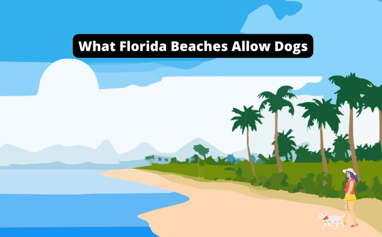What Florida Beaches Allow Dogs [Find the Perfect Spot for Your Furry Friend!]