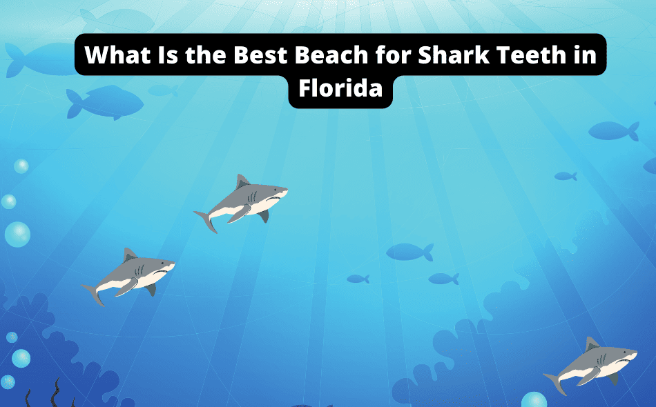 what is the best beach for shark teeth in florida