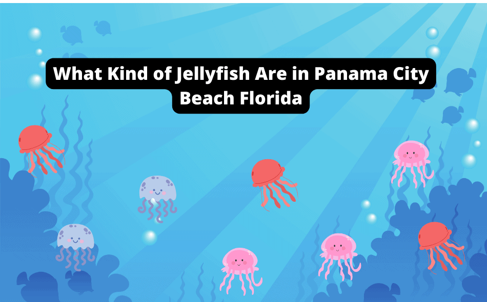 what kind of jellyfish are in panama city beach florida