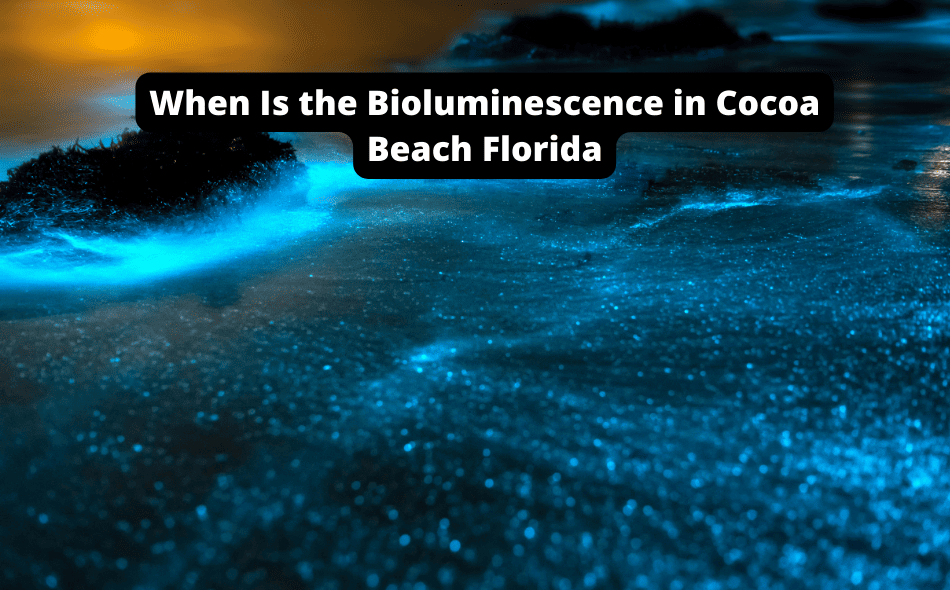 when is the bioluminescence in cocoa beach florida