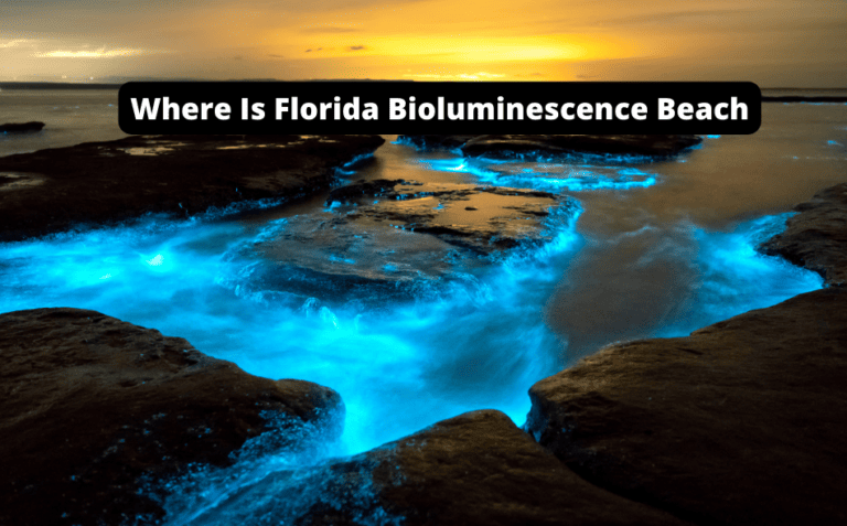Where to Find Florida Bioluminescence Beaches [Discover the Best Locations Now!]