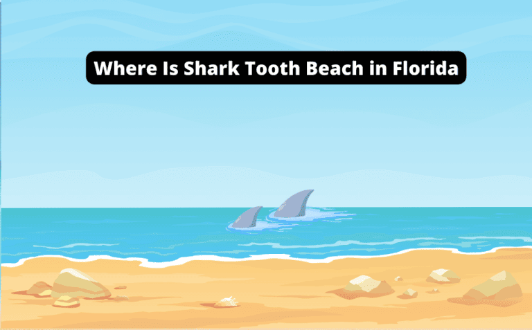 Where Is Shark Tooth Beach in Florida [Uncover the Secret Spot!]