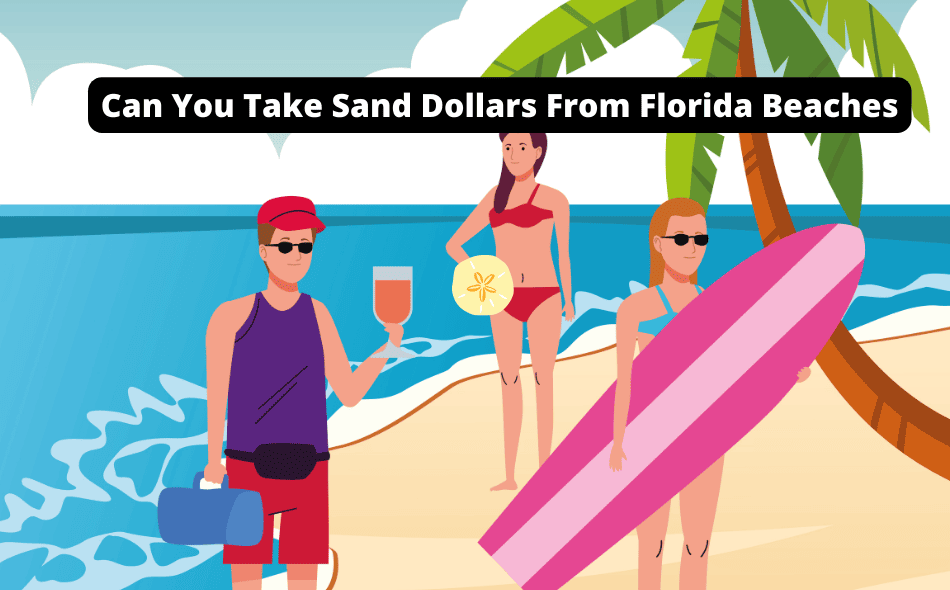 can you take sand dollars from florida beaches