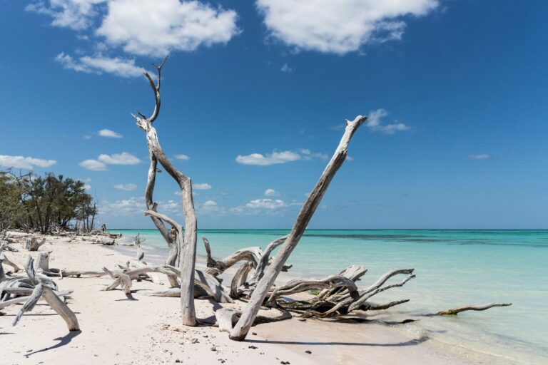Can You Take Driftwood from the Beach in Florida? [Find Out Now!]