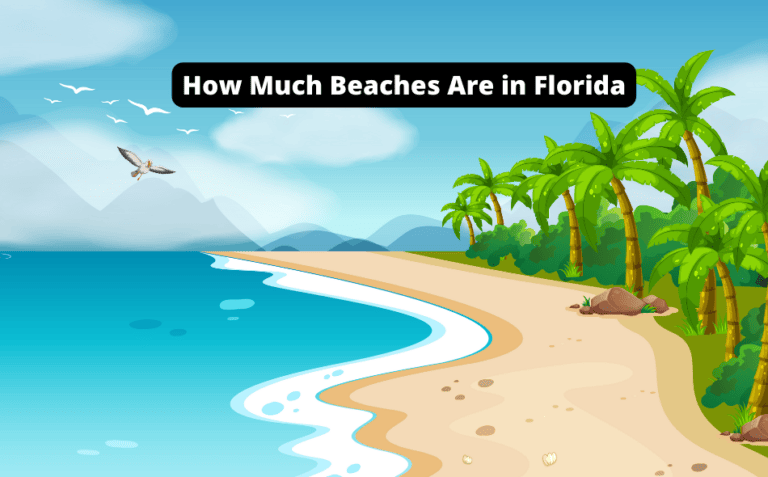 How Much Beaches Are in Florida [Uncover the Countless Gems!]