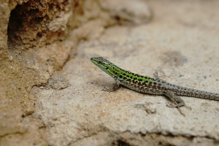 Discover the Fascinating Lizards of Vero Beach, Florida [Must-Read Guide!]