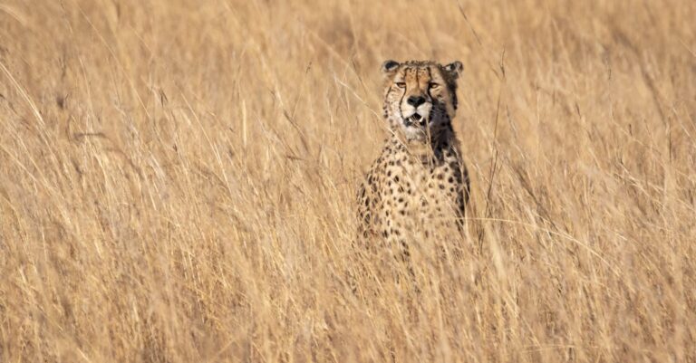 Top Tips for Wildlife Spotting on Florida’s Natural Beaches [Must-Read]