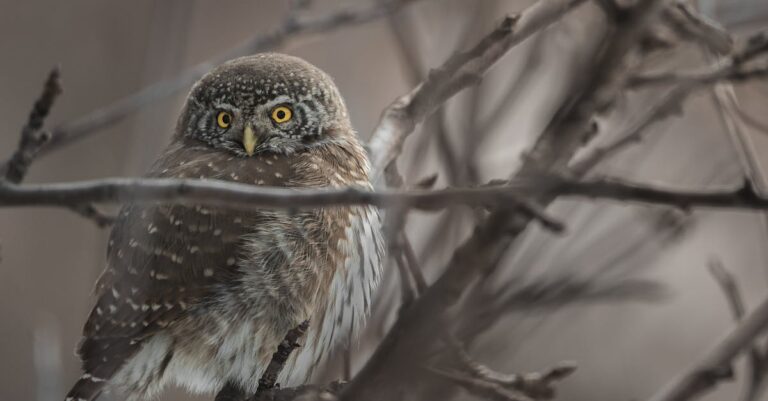 Top Coastal Birdwatching Spots in Florida [Discover Now]