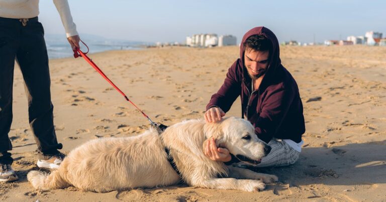 Exploring Off-Leash Dog Areas on Florida Beaches [Must-Read Guide]