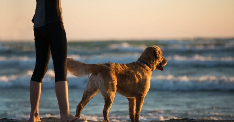 Top Places to Take Your Dog to the Beach [Must-Read Tips]