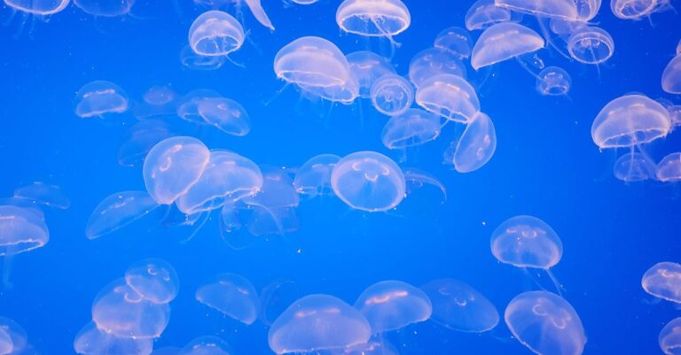 Essential Tips for Handling Jellyfish and Marine Life in Florida [Must-Read]