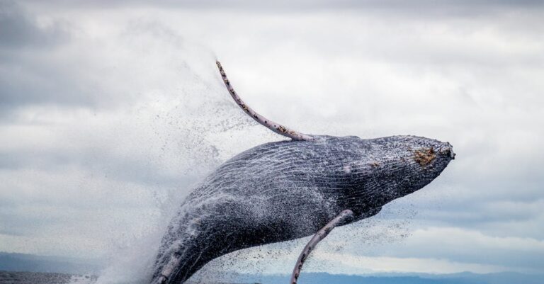 Ultimate Guide to Best Time for Whale Watching on Florida Beaches [Don’t Miss Out!]