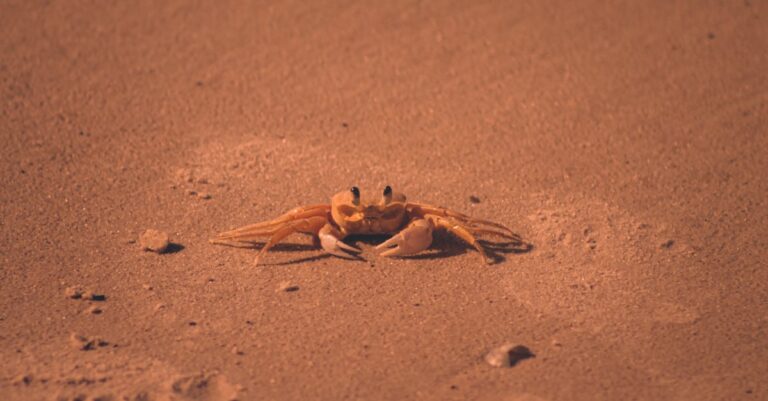 Ultimate Guide to Beach Bar Crawl Along Florida’s Coastline [Must-Read Tips]