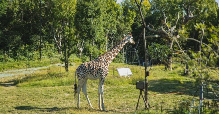 Protecting Florida Beach Wildlife [Crucial Conservation Tips]