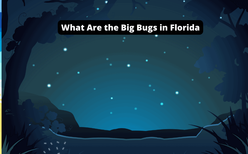 what are the big bugs in florida
