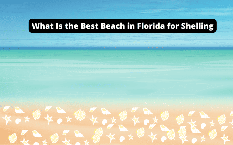 What Is the Best Beach in Florida for Shelling? [Reveal the Hidden Treasures Today!]