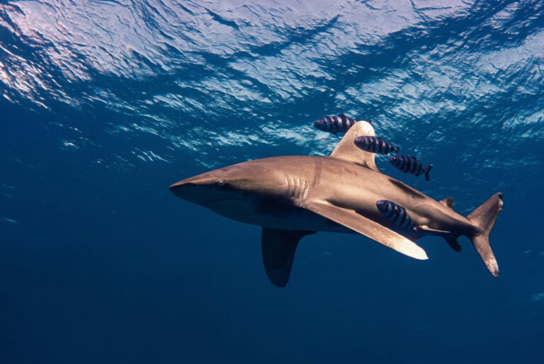 Why Do Sharks Float: Unraveling the Mystery Behind Their Buoyancy