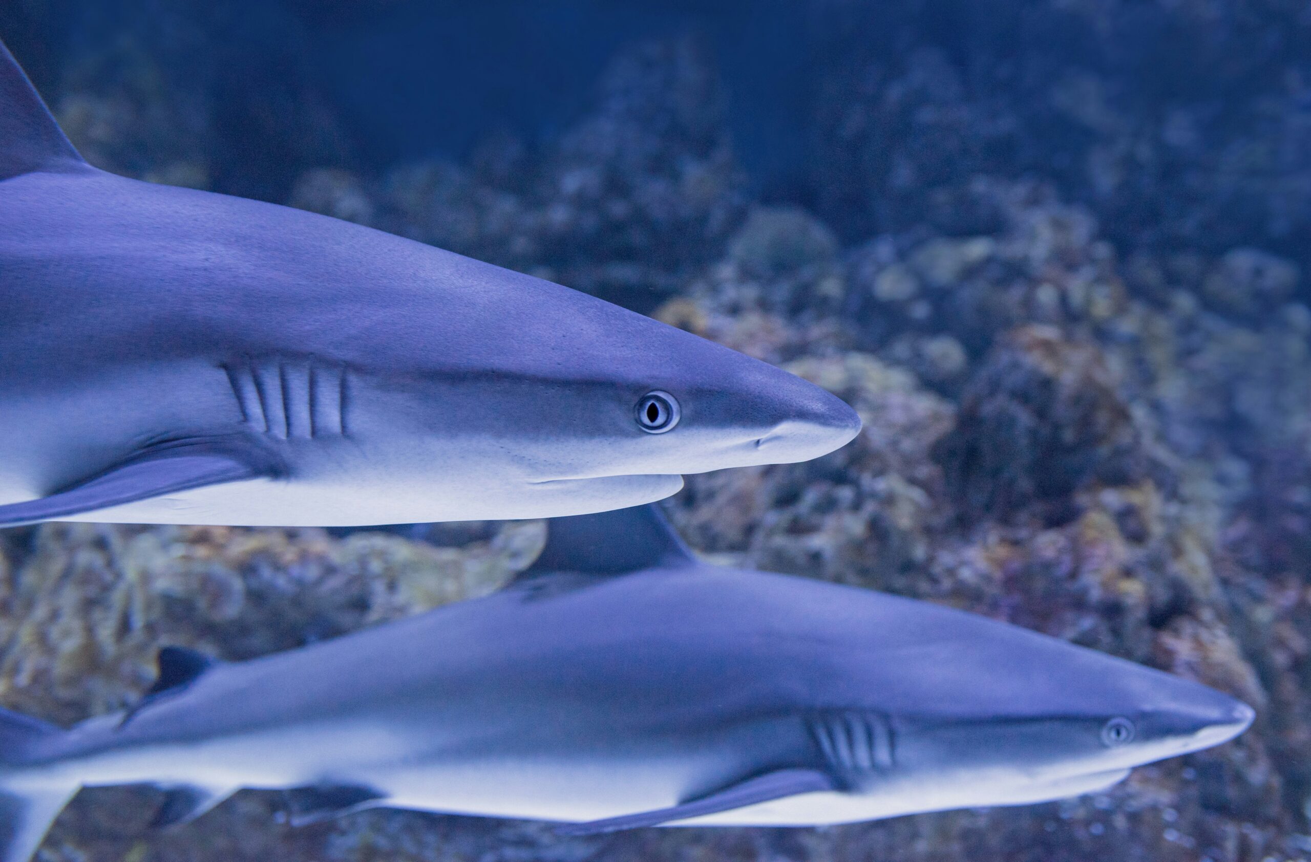 Unlocking the Mysteries of Sharks Kissing: Insights into Communication and Social Dynamics