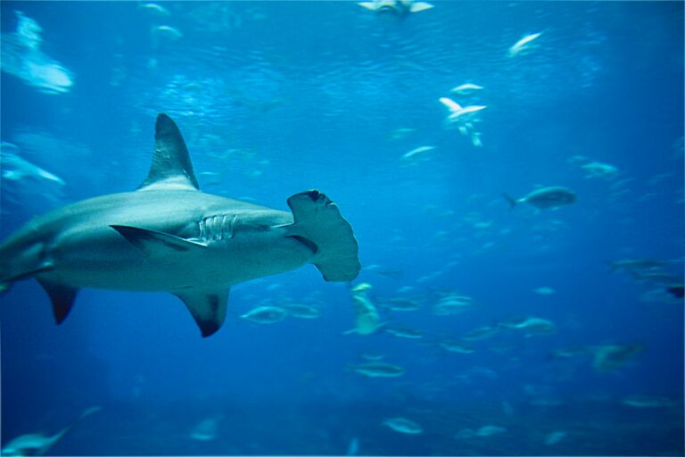 Discovering the Fascinating World of Hammerhead Sharks: Adaptations, Habitats, and Conservation