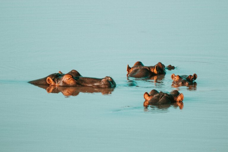 Sharks vs Hippos: A Deep Dive into the Ultimate Predator Showdown