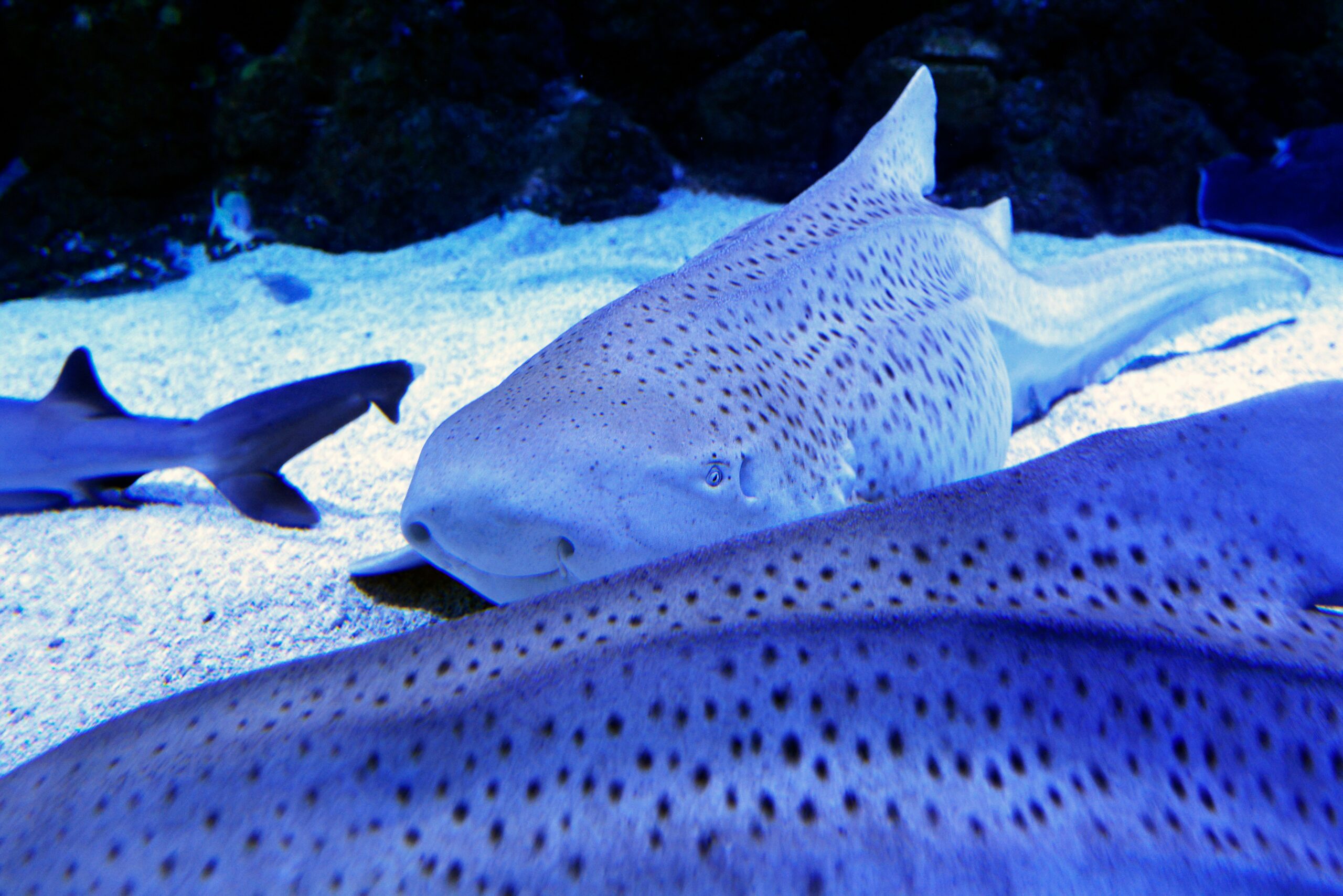 Uncovering the Surprising Truth: Sharks Cuddling for Social Bonds