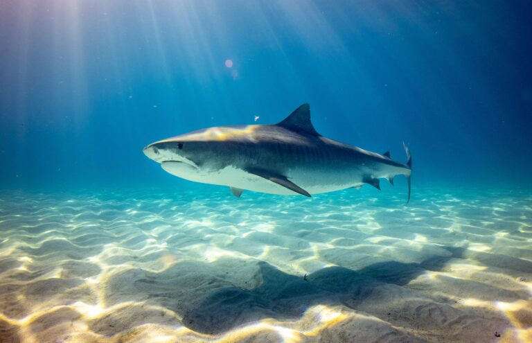 Are Sharks Mammals? Unveiling the Truth About These Ocean Predators