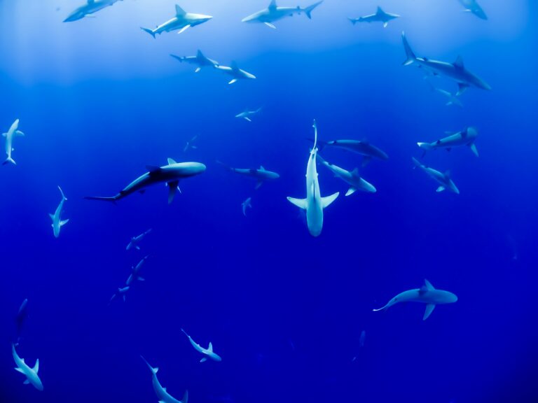 Decoding Sharks Circling: Behaviors, Safety Tips & Conservation Efforts