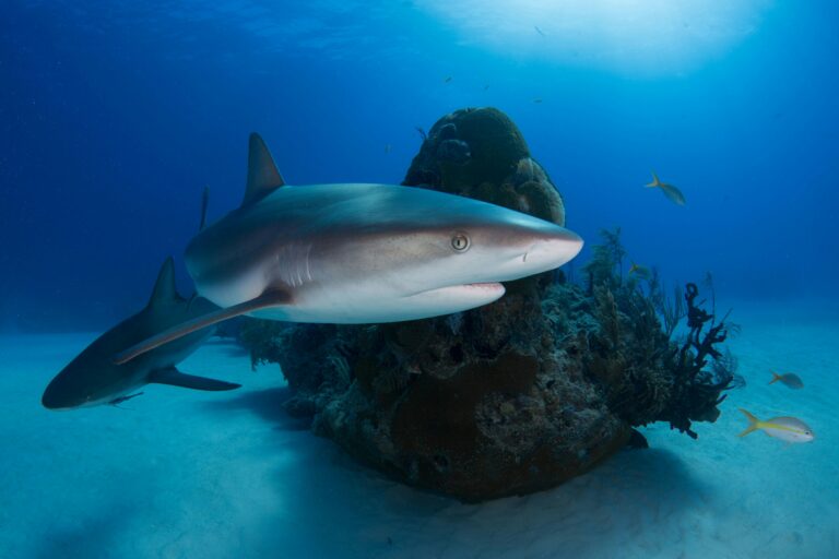 Decoding Shark Sleep: Unveiling the Truth About How Sharks Rest