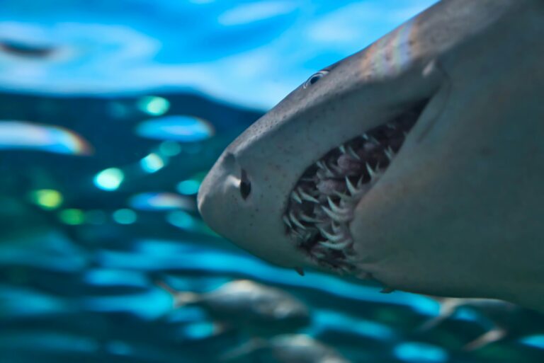 Exploring Shark Teeth: How Many Teeth Do Sharks Have & Their Unique Adaptations