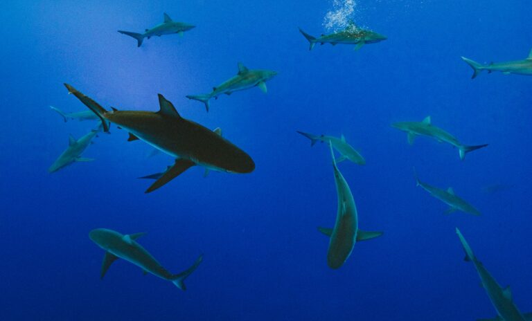 Why Don’t Sharks Sink? Exploring Shark Buoyancy Mechanisms in the Deep Blue