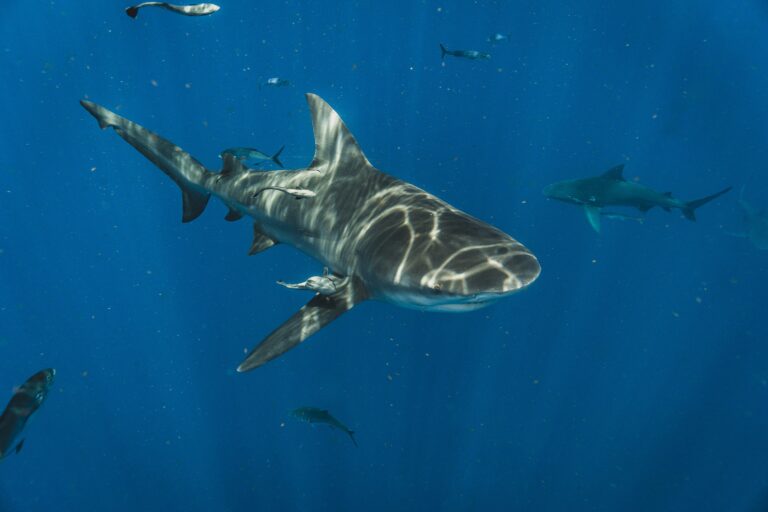 Diving Deep: Conservation Efforts for Sharks in the Ocean