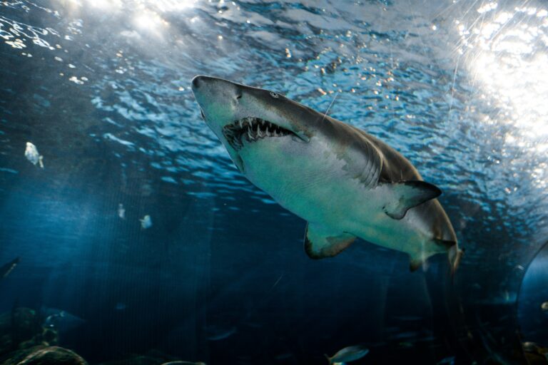 Unveiling the Smooth Evolution of Sharks: How Their Skin Adapts for Stealth and Speed